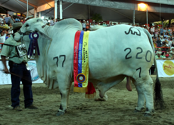 Ganadería Candilejas