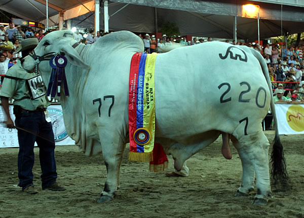Ganadería Candilejas